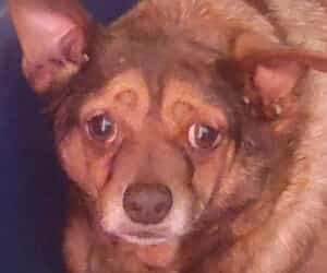 Senior Chihuahua Jack Needs a Loving Retirement Home