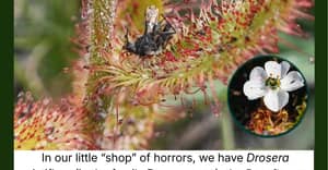 The Carnivorous Plant Under the Microscope