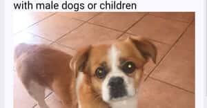 8-Year-Old Pekingese Looking for a Loving Forever Home