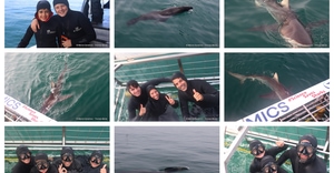 Daily Blog: 05 October 2026 | Shark Cage Diving in South Africa