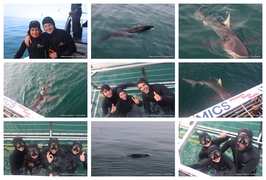 Daily Blog: 05 October 2026 | Shark Cage Diving in South Africa