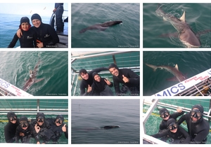 Daily Blog: 05 October 2026 | Shark Cage Diving in South Africa