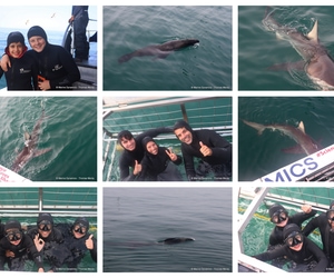 Daily Blog: 05 October 2026 | Shark Cage Diving in South Africa