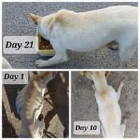 Rescue Organisation - Fostering Animals - Xplorio™ Gansbaai
