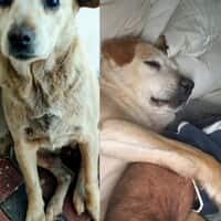 Rescue Organisation - Fostering Animals - Xplorio™ Gansbaai