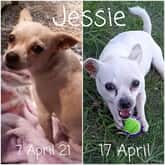 Rescue Organisation - Fostering Animals - Xplorio™ Gansbaai