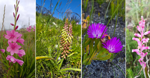 Spring Wildflowers at Grootbos and Walker Bay