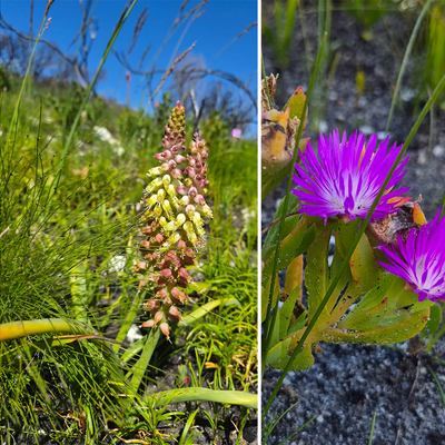 Spring Wildflowers at Grootbos and Walker Bay