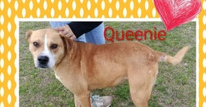 Queenie Has Been Adopted