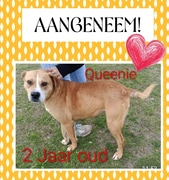 Queenie Has Been Adopted