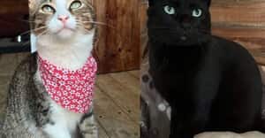 Meet Batman and Tommy Tabby