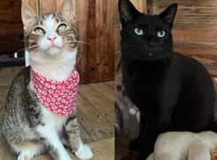 Meet Batman and Tommy Tabby