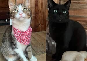 Meet Batman and Tommy Tabby