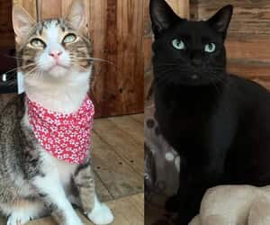 Meet Batman and Tommy Tabby