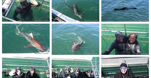 Daily Blog: 13 October 2026 | Shark Cage Diving in South Africa