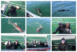 Daily Blog: 13 October 2026 | Shark Cage Diving in South Africa