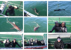 Daily Blog: 13 October 2026 | Shark Cage Diving in South Africa