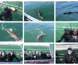 Daily Blog: 13 October 2026 | Shark Cage Diving in South Africa