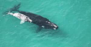 72 Southern Right Whale Pairs at De Hoop