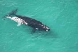 72 Southern Right Whale Pairs at De Hoop