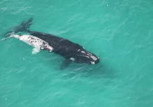 72 Southern Right Whale Pairs at De Hoop