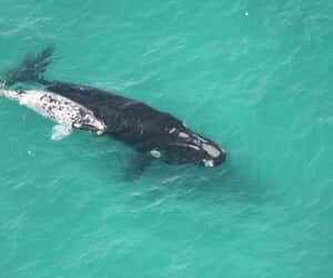 72 Southern Right Whale Pairs at De Hoop