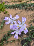 Wildflowers After the Fire: Four Beautiful Fynbos Finds