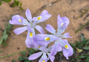 Wildflowers After the Fire: Four Beautiful Fynbos Finds