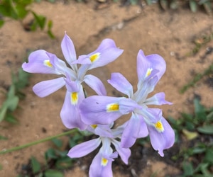 Wildflowers After the Fire: Four Beautiful Fynbos Finds
