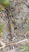 Carabid Beetle Larva