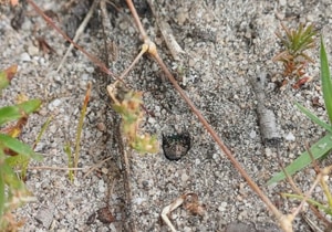Carabid Beetle Larva