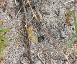 Carabid Beetle Larva