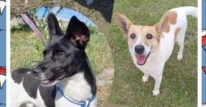 Dogs for Adoption at BARC Animal Welfare