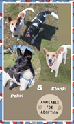Dogs for Adoption at BARC Animal Welfare