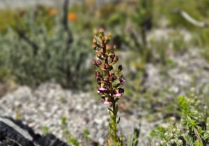Rare Orchids and Vygie Found at Grootbos
