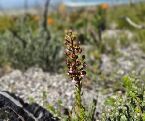 Rare Orchids and Vygie Found at Grootbos