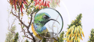 Hannarie Wenhold Botanical Art Gallery in Getaway Magazine