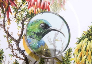 Hannarie Wenhold Botanical Art Gallery in Getaway Magazine