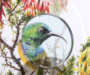 Hannarie Wenhold Botanical Art Gallery in Getaway Magazine