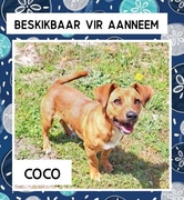 Adopt Coco: 7-Month-Old Puppy