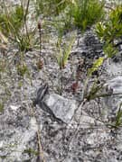 Can You Spot the Charcoal Mimicking Grasshopper?