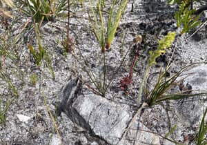 Can You Spot the Charcoal Mimicking Grasshopper?