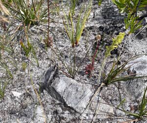 Can You Spot the Charcoal Mimicking Grasshopper?