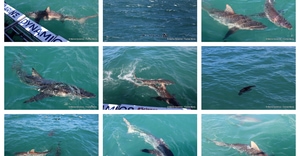 Daily Blog: 22 October 2026 | Shark Cage Diving in South Africa