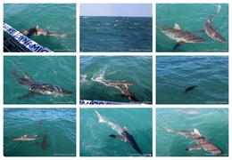 Daily Blog: 22 October 2026 | Shark Cage Diving in South Africa