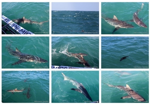 Daily Blog: 22 October 2026 | Shark Cage Diving in South Africa