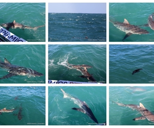 Daily Blog: 22 October 2026 | Shark Cage Diving in South Africa