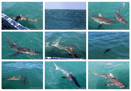 Daily Blog: 22 October 2026 | Shark Cage Diving in South Africa