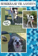 Meet Panda - Looking for His Forever Home!