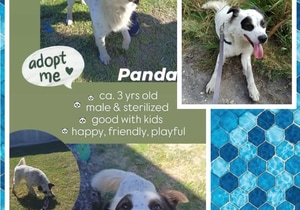 Meet Panda - Looking for His Forever Home!